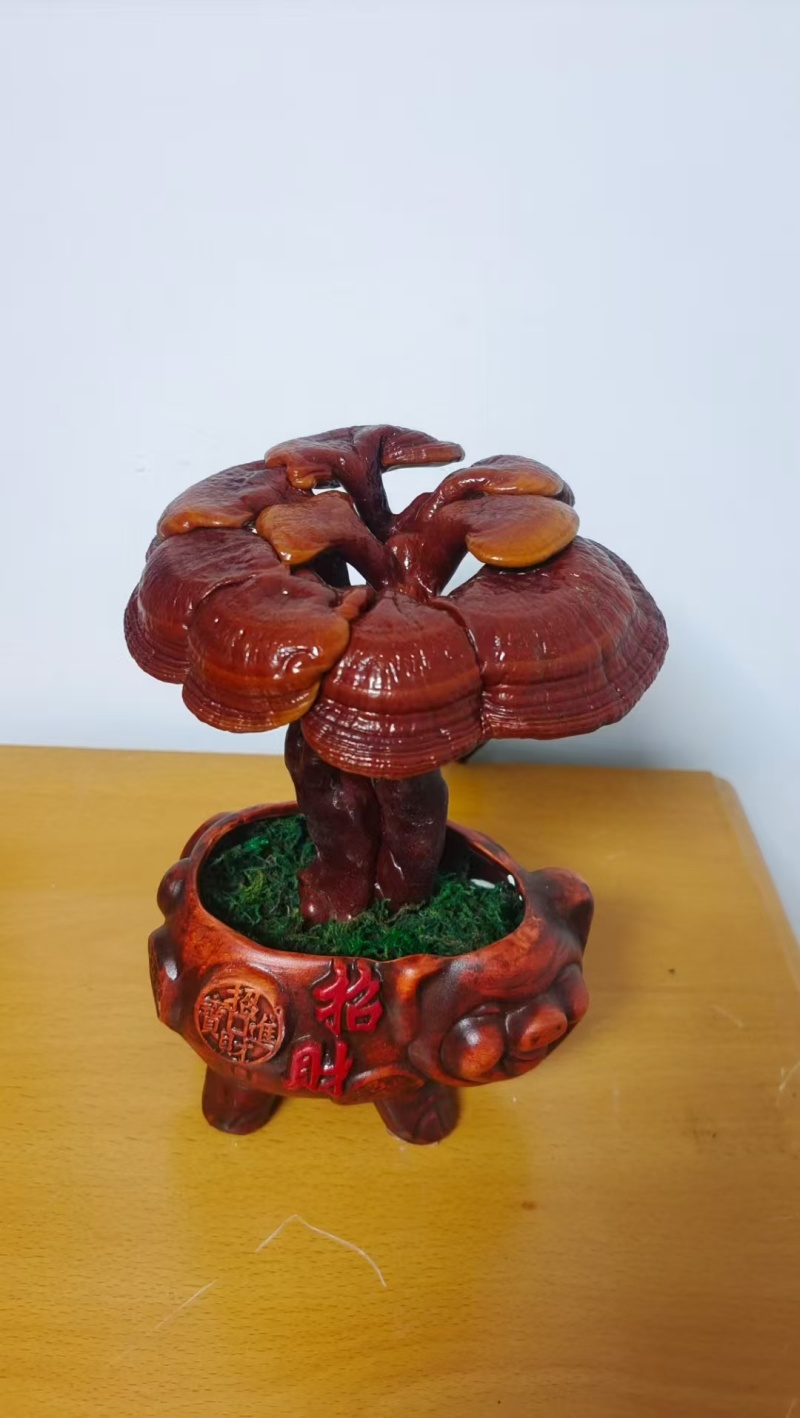 灵芝花观赏灵芝盆景，绿植产地直销发欢迎来电咨询