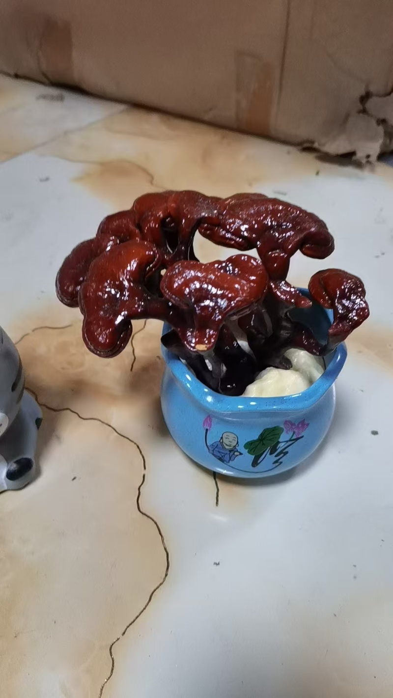 灵芝花观赏灵芝盆景，绿植产地直销发欢迎来电咨询