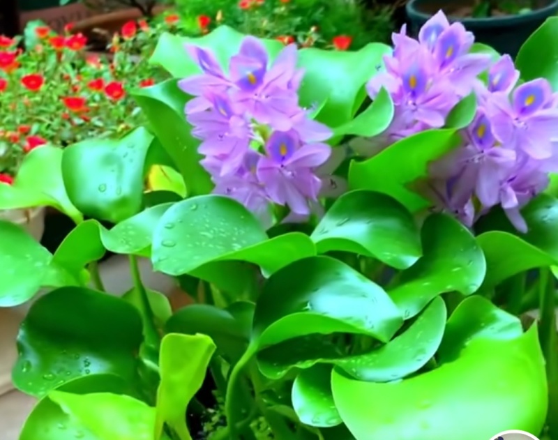 大批量批发优质水葫芦