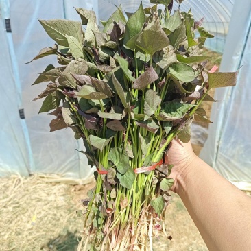 各种红薯种苗