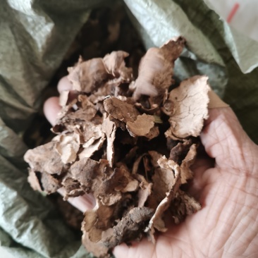 茯苓皮