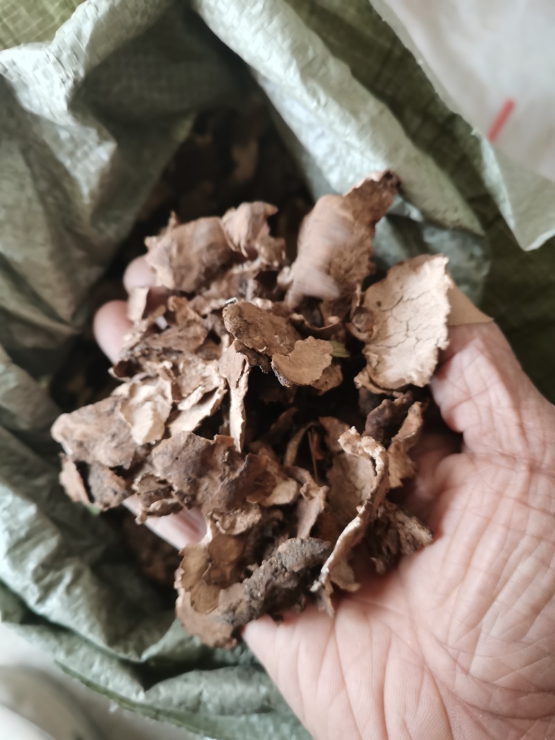 茯苓皮