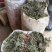 车前草干货包邮，洗干净晒干，