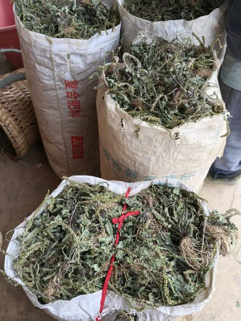车前草干货包邮，洗干净晒干，