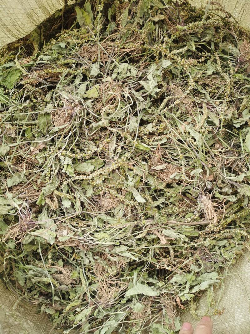 车前草干货包邮，洗干净晒干，
