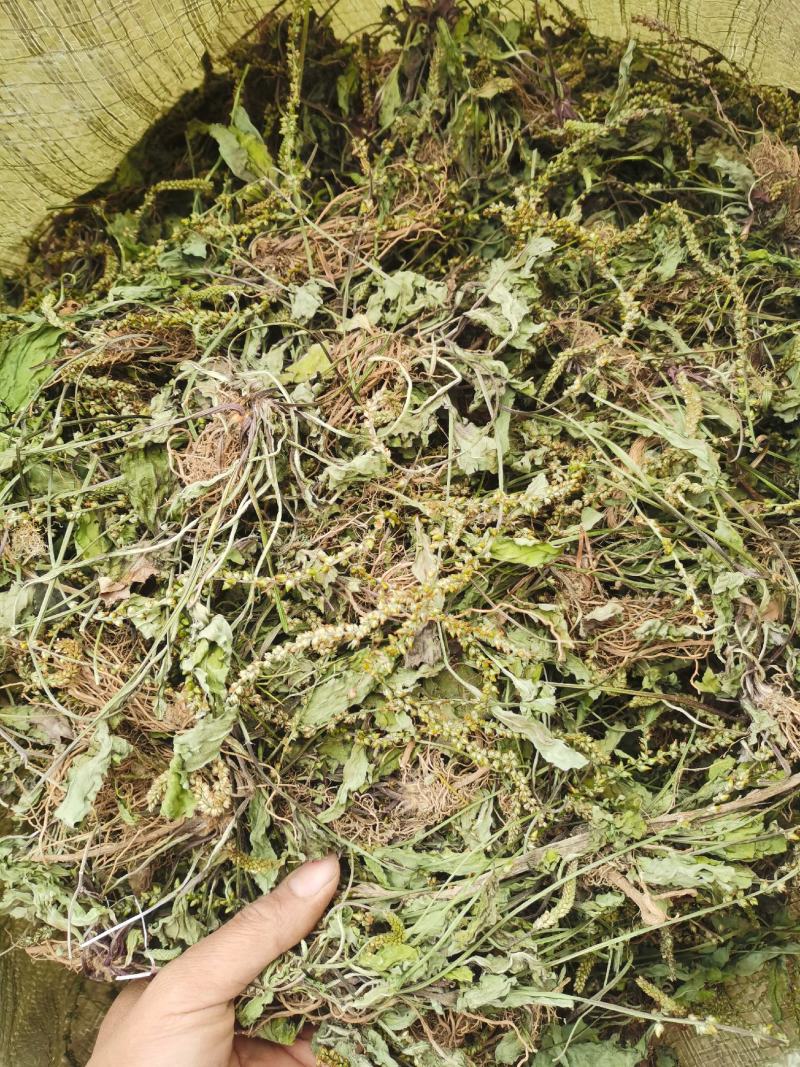 车前草干货包邮，洗干净晒干，