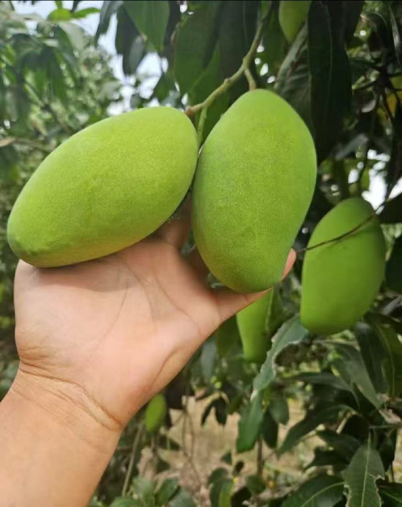 海南乐东玉芒芒果芒果支持一件代发承接各大电商平台