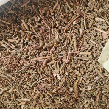 荆芥