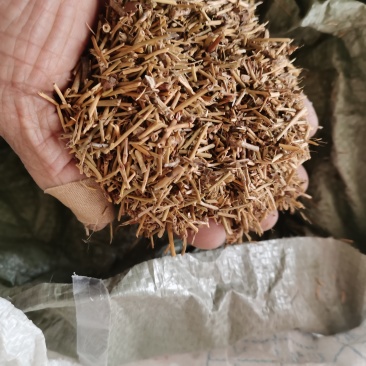 麻黄草