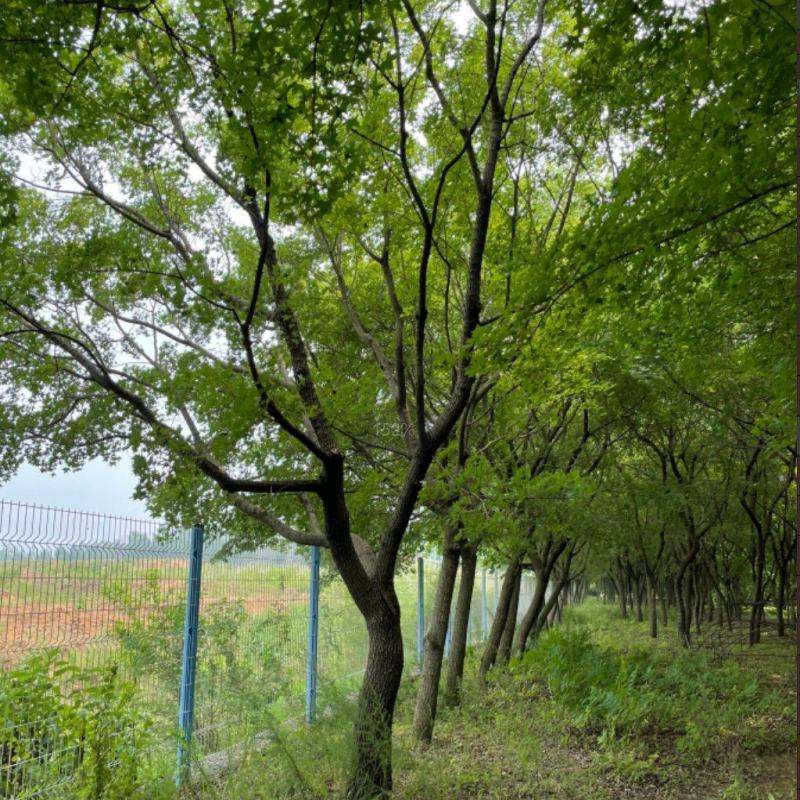 江苏省，徐州市北方小叶朴树，5-25公分大量供应