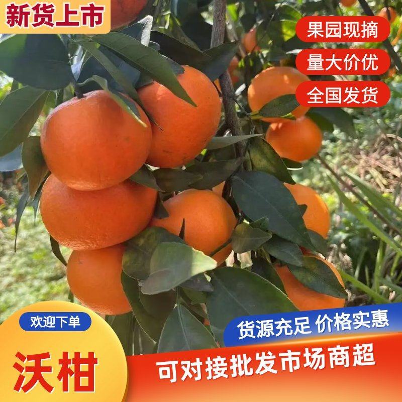 四川沃柑甜度高口感好一手货源大量上市对接全国供应欢迎选购