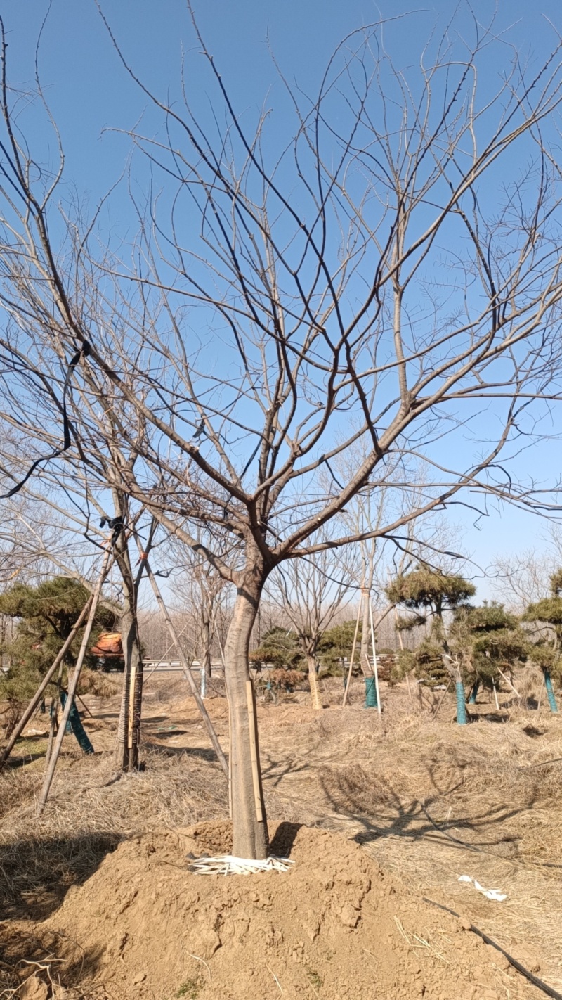 江苏省，徐州市北方小叶朴树，5-25公分大量供应
