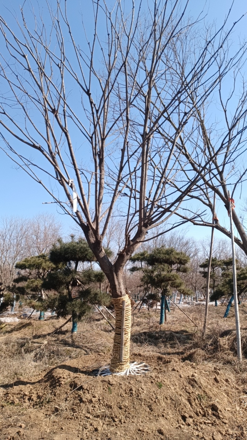 江苏省，徐州市北方小叶朴树，5-25公分大量供应