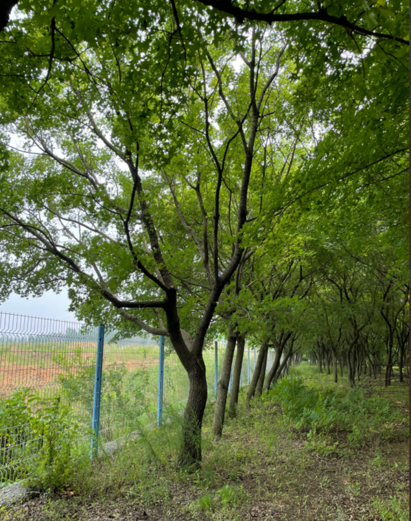 江苏省，徐州市北方小叶朴树，5-25公分大量供应