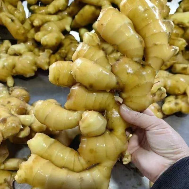山东生姜，鲜姜，大黄姜，产地直发，一手货源/质量保证价低