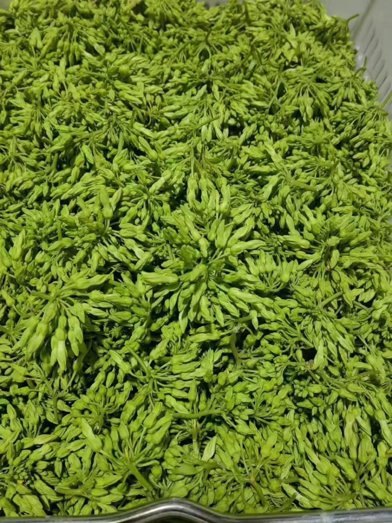 夜香花