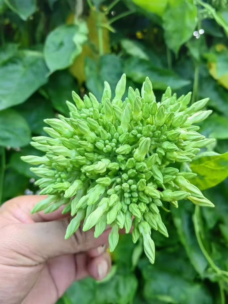 夜香花