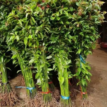 香樟苗，大量出售30一2米高香樟树苗，自产自销