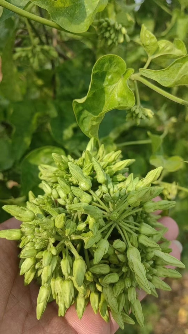 夜香花