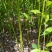 香樟苗，大量出售30一2米高香樟树苗，自产自销