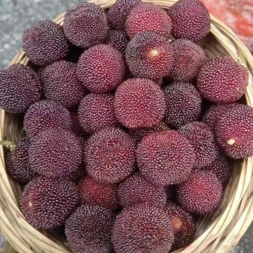 精品杨梅大量供应产地直发品质保证量大从优