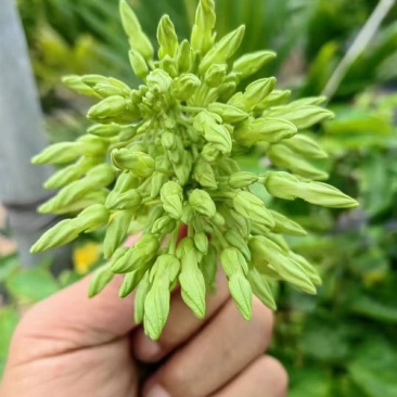夜香花