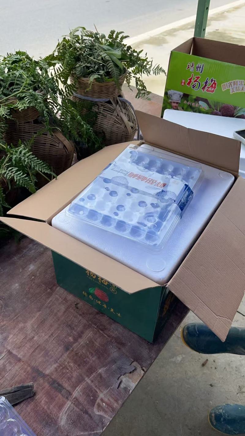精品杨梅大量供应产地直发品质保证量大从优