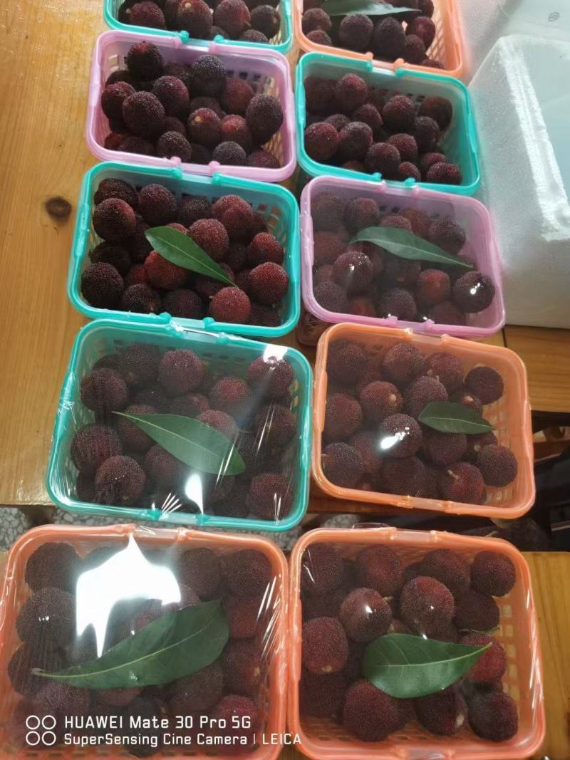 精品杨梅大量供应产地直发品质保证量大从优