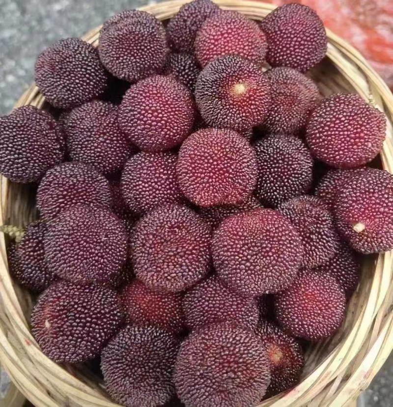 精品杨梅大量供应产地直发品质保证量大从优