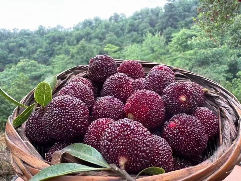 精品杨梅大量供应产地直发品质保证量大从优