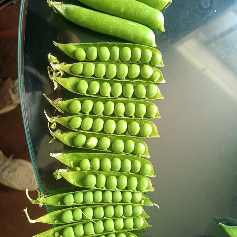 湖北露天新鲜豌豆角大量上市