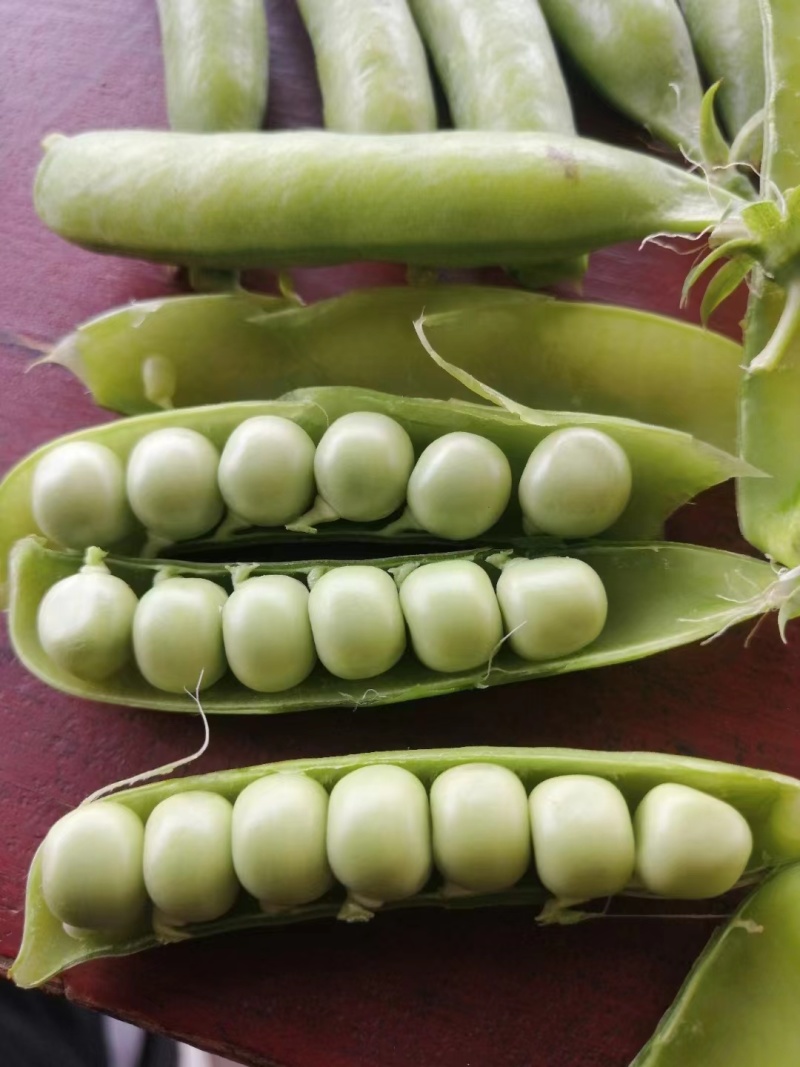 湖北露天新鲜豌豆角大量上市