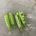 湖北露天新鲜豌豆角大量上市