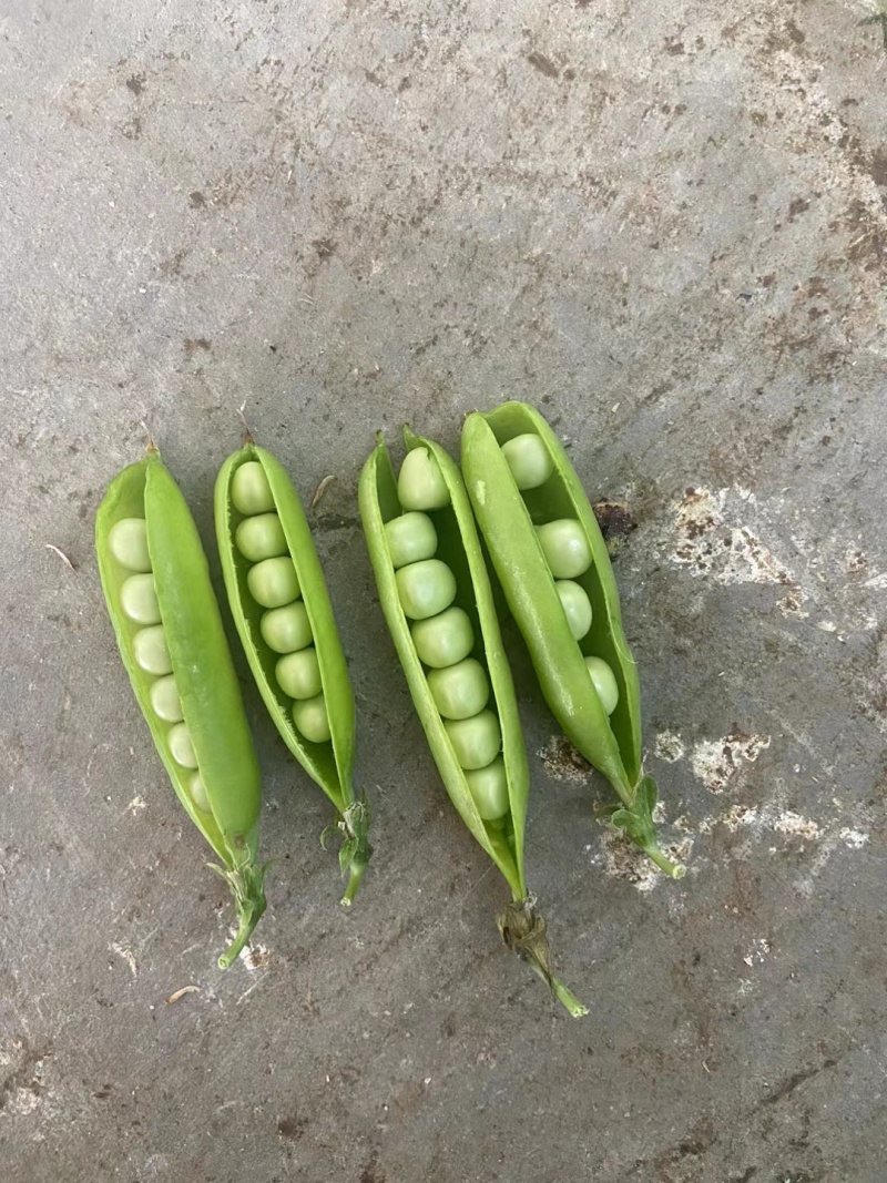 湖北露天新鲜豌豆角大量上市