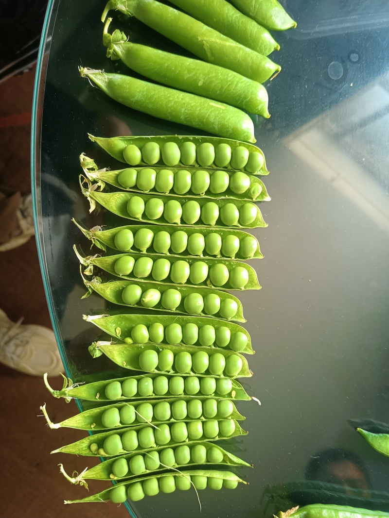 湖北露天新鲜豌豆角大量上市