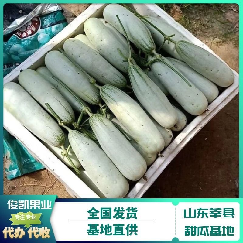 博洋61甜瓜/博洋甜瓜/安阳内黄基地批发/现货随到随装