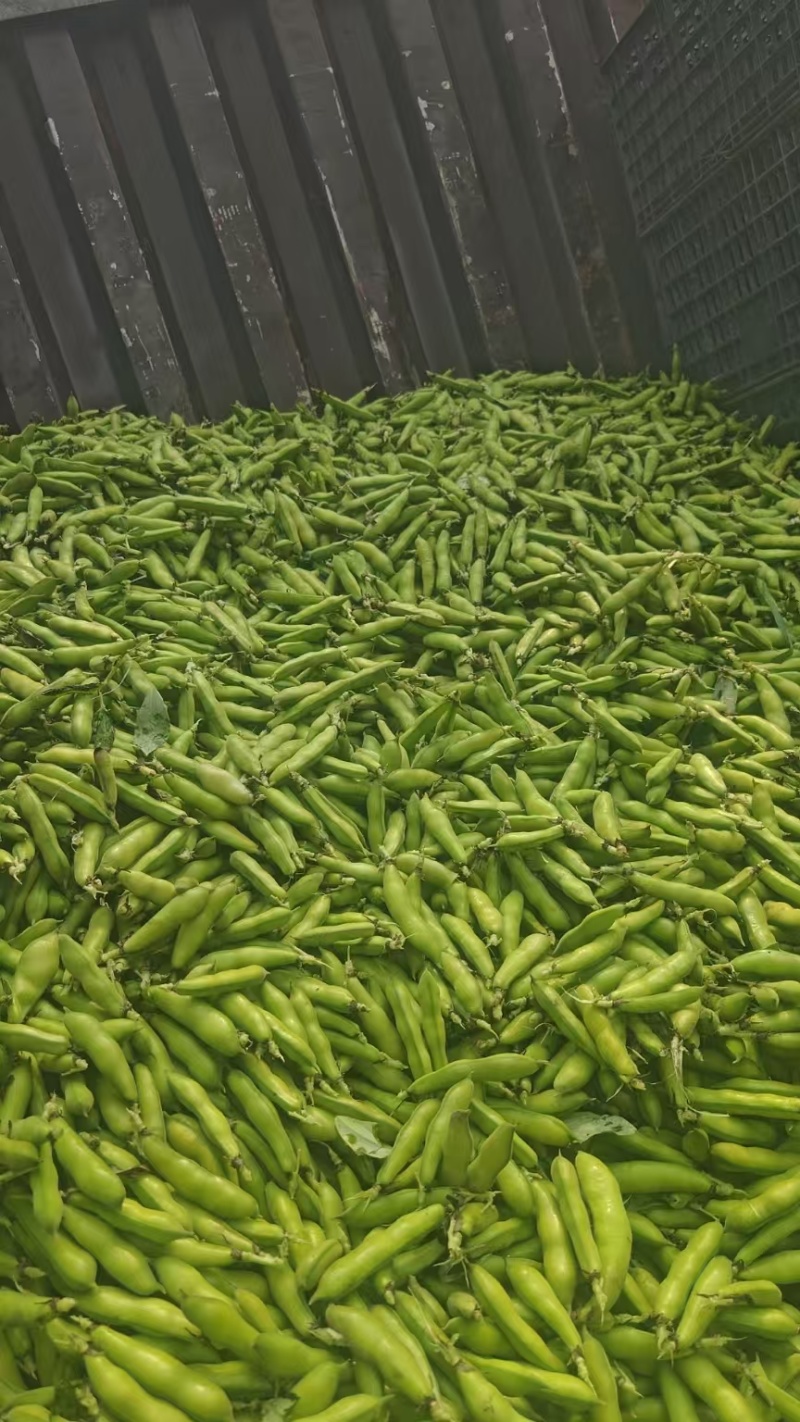 大理蚕豆大量上市中，质量保证