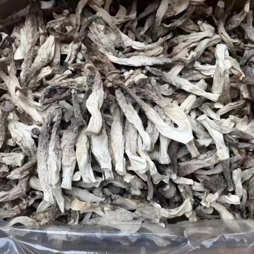 【鹿茸菇专批】鹿茸菇厂家直销大量现货全国发货量大更优