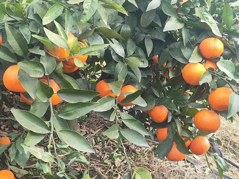 四川沃柑一手货源量大质优全国供应可视频看货欢迎选购