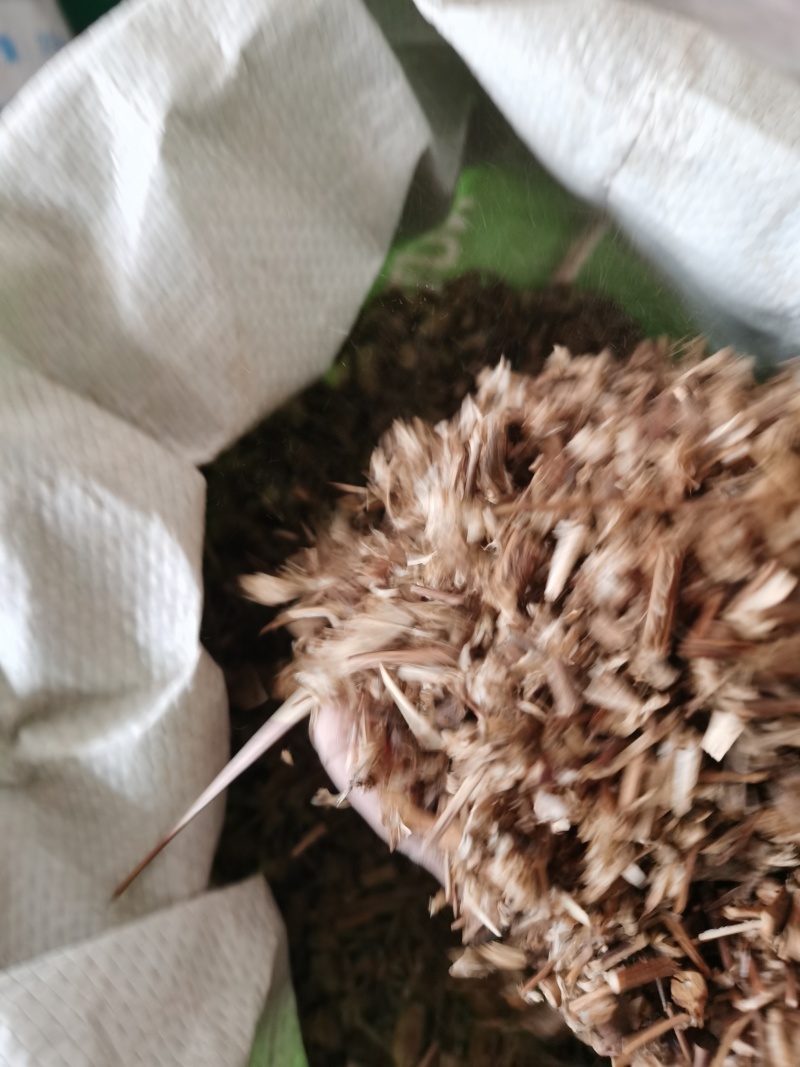 香茹草