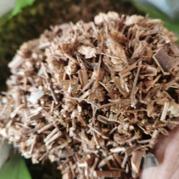 香茹草