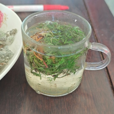 茵陈鲜货当天新的