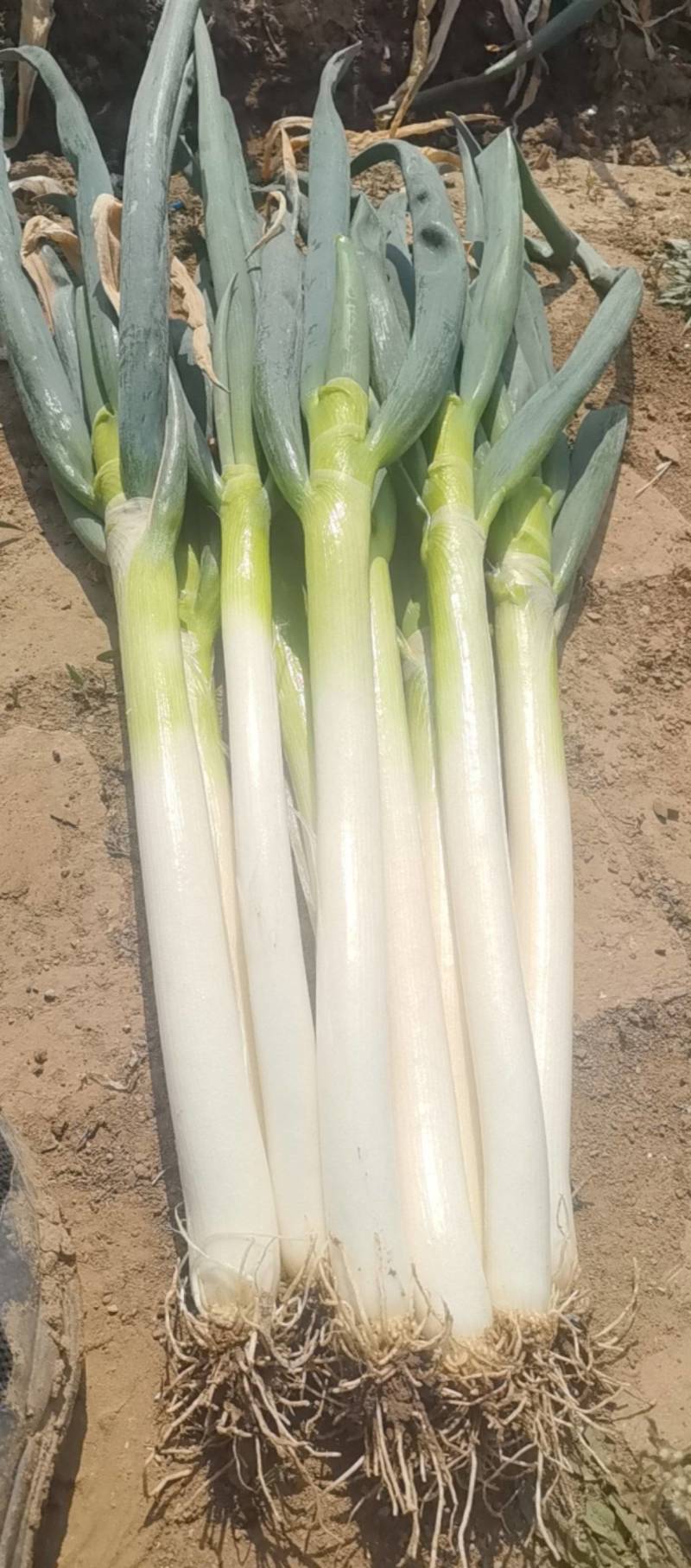 山东大葱自己种植自己销售无代办费