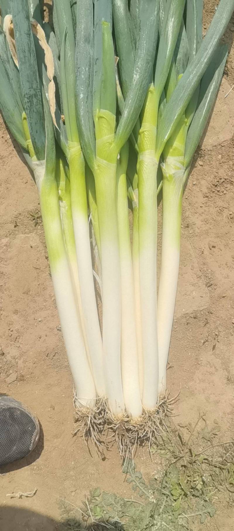 山东大葱自己种植自己销售无代办费