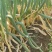 山东大葱自己种植自己销售无代办费