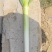 山东大葱自己种植自己销售无代办费