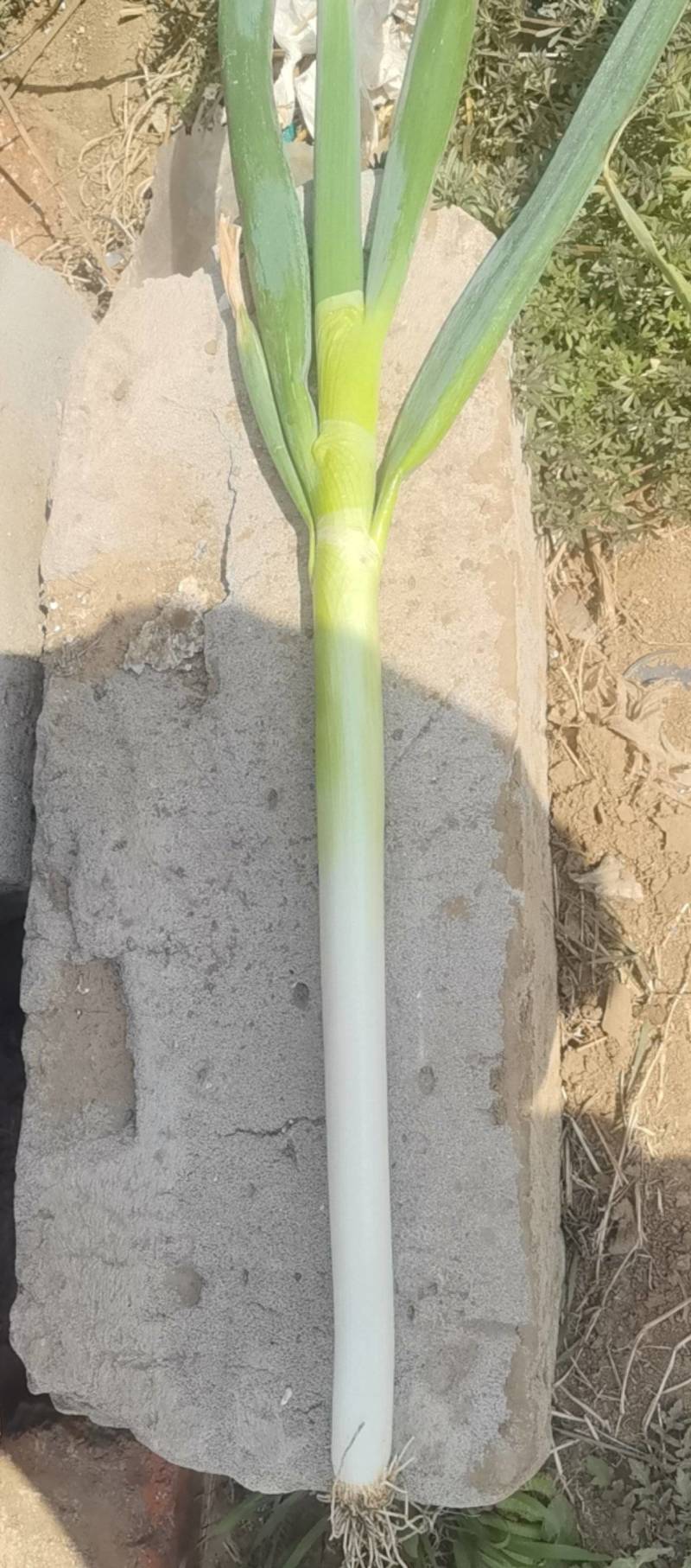 山东大葱自己种植自己销售无代办费