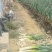 山东大葱自己种植自己销售无代办费