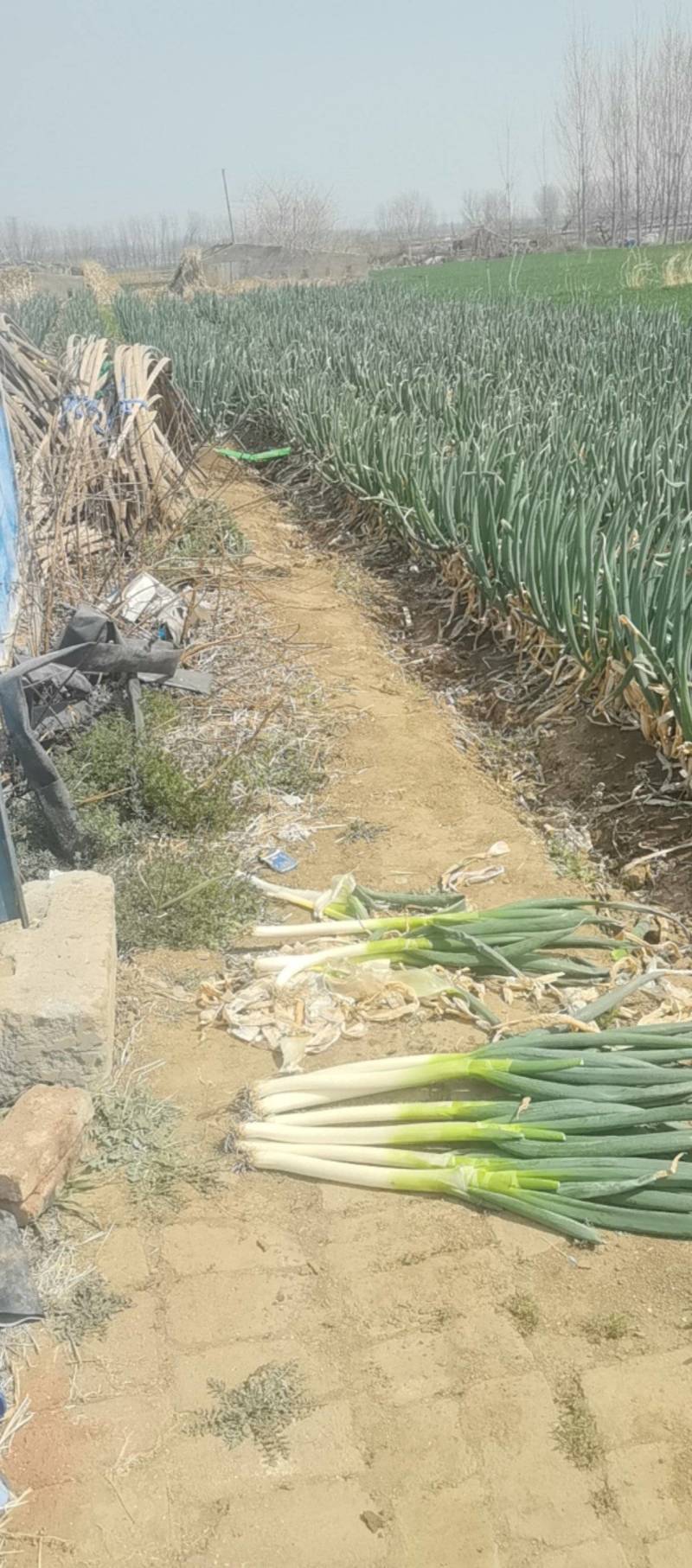 山东大葱自己种植自己销售无代办费