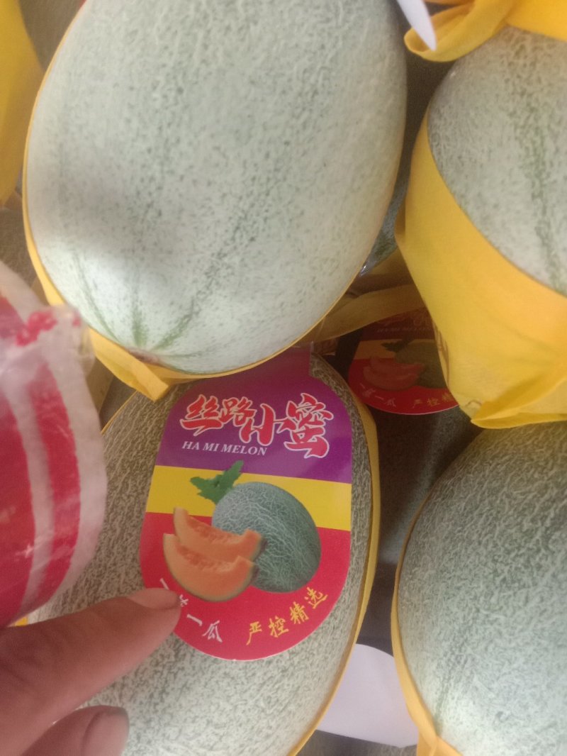 山东晓蜜25网纹瓜货源充足量大质优品质保证